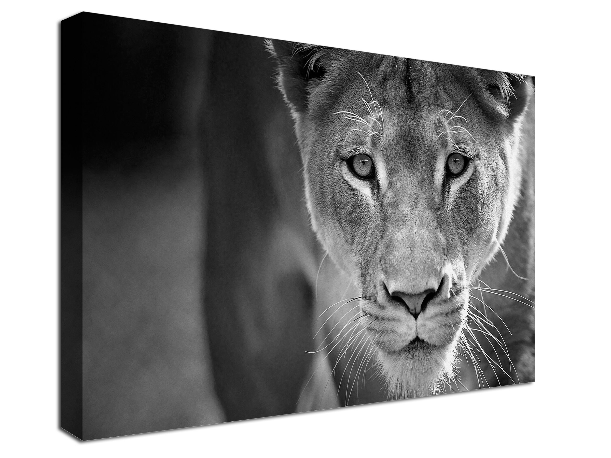 African Lion Black and White Lion Print Canvas Print. Lion Etsy
