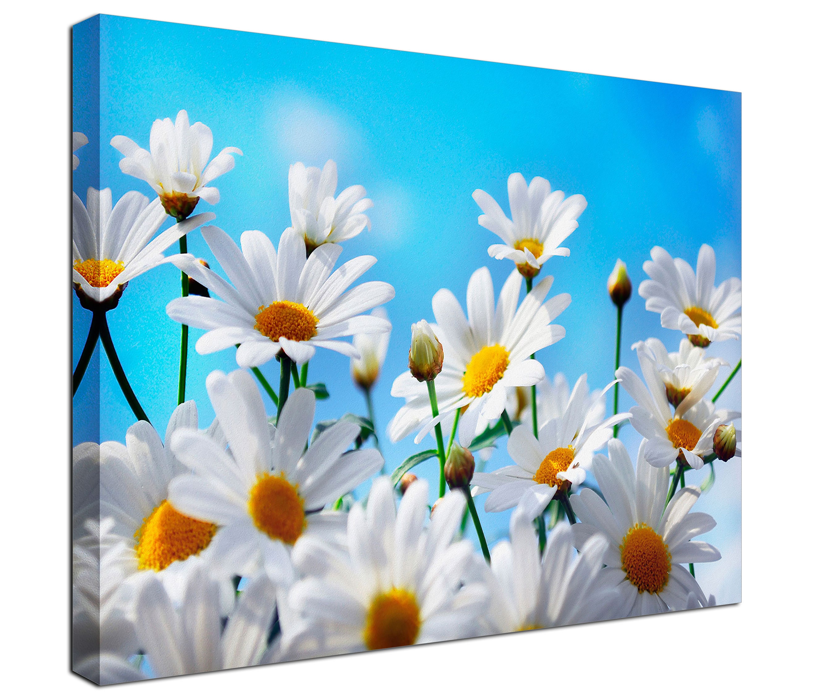 White Daisy Flower Canvas Prints White Daisy Field Home - Etsy