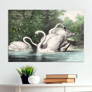 Vintage Swans Art Print on Canvas, Vintage Swan Poster Art, Classic Swan Art, Beautiful Swan Print, Swan Wall Art on CANVAS Ready to Hang.