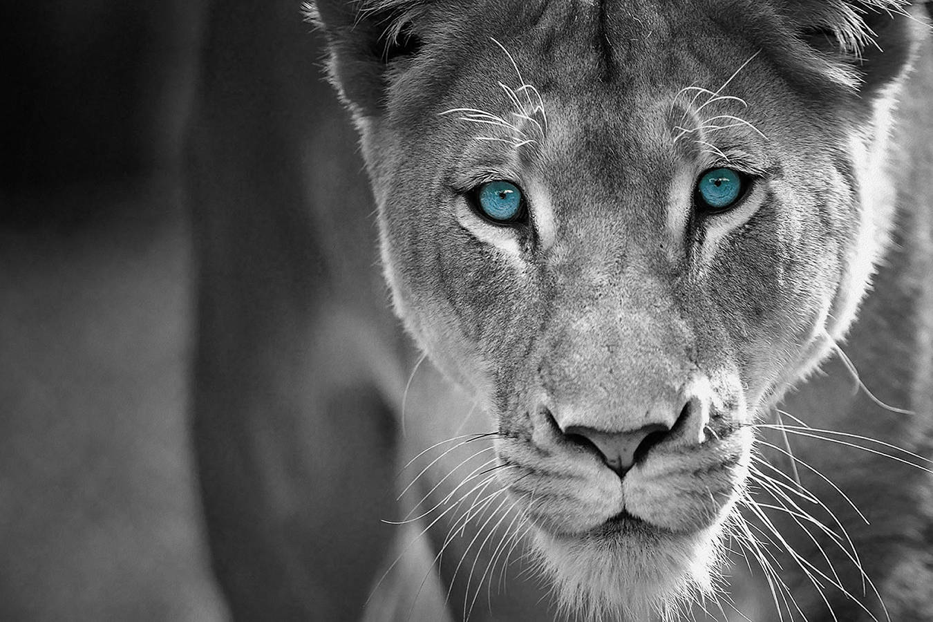 African Lion black and white blue eyes lion print Canvas Etsy