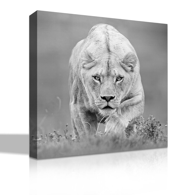Black and White Lion on Canvas Wall Art Lion Canvas Etsy