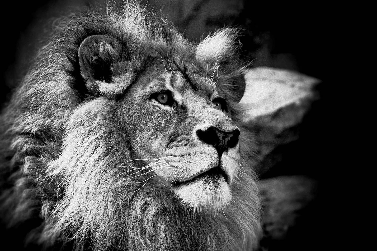 African Lion Black and White Lion Print Canvas Print. Lion Etsy