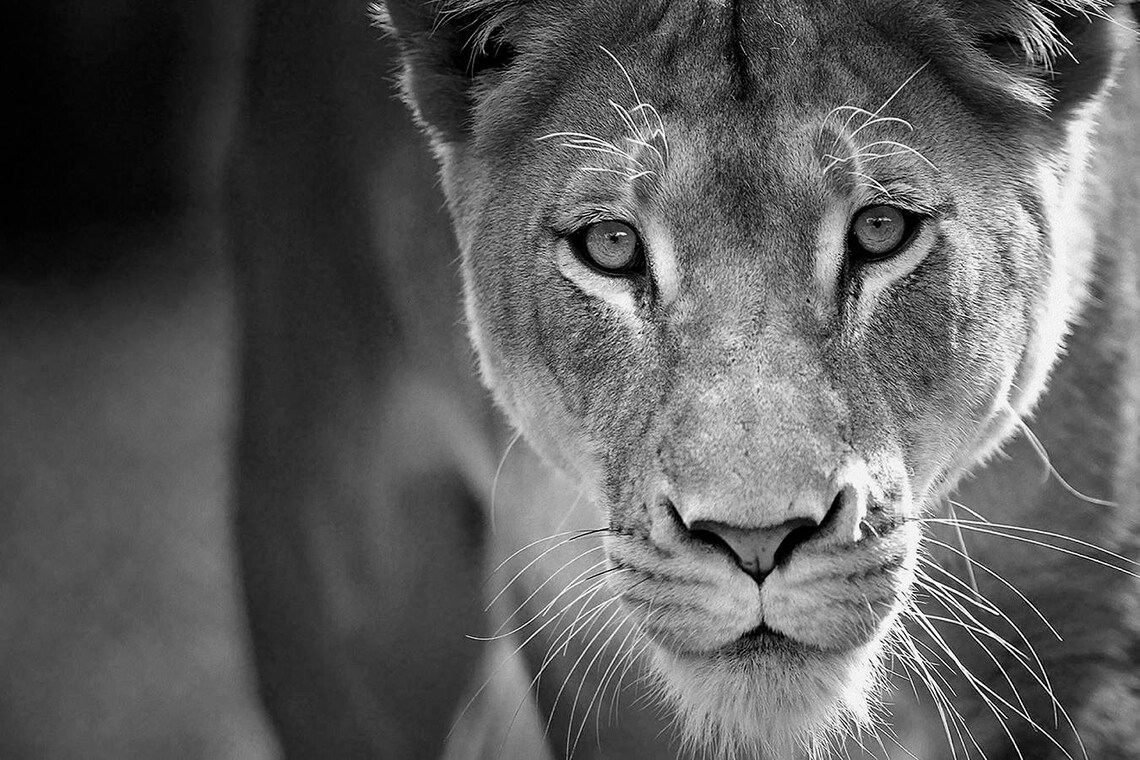 African Lion Black and White Lion Print Canvas Print. Lion Etsy