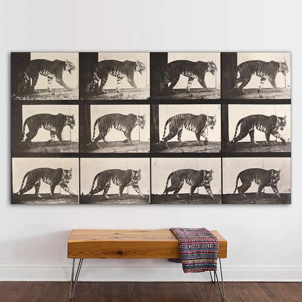 Eadweard Muybridge Motion Study Photo, Tiger Canvas Art, from Animal Locomotion Plate Canvas Print, Eadweard Muybridge Art, Ready to Hang.