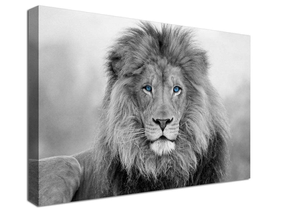 African Lion Black and White Lion Blue Eyes Print Canvas Etsy