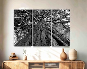 Sequoia Redwood Tree Bark Canvas Wall Art, Yosemite Nature Print