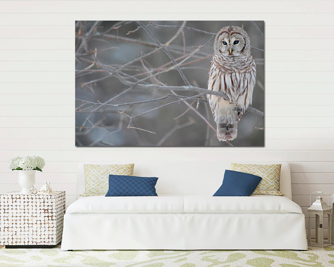 Barred Owl Canvas Print, Black and White Bird Wall Art - Etsy