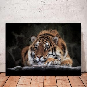 May include: A close-up of a tiger lying down with its head resting on its paws. The tiger has orange and black stripes and a white chest. The tiger is looking at the camera with a serious expression.