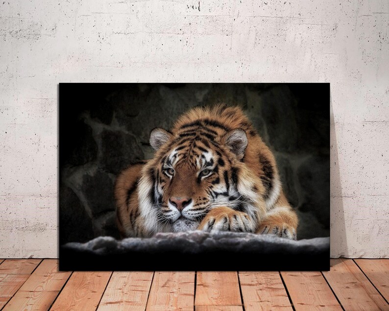 May include: A close-up of a tiger lying down with its head resting on its paws. The tiger has orange and black stripes and a white chest. The tiger is looking at the camera with a serious expression.