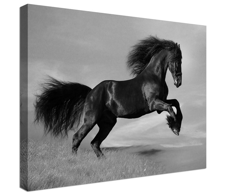 American Wild Black Horse Canvas Print Black Horse Wall Art Etsy