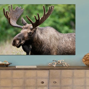 Moose Portrait canvas print wall art print on canvas Moose photo art work on framed canvas, art artwork Animal Canvas Wall Art Large Print.