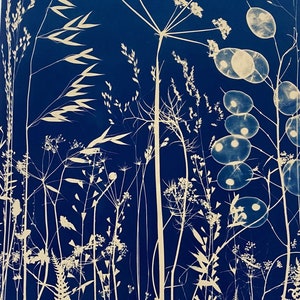 Honesty Cyanotype Limited Edition Gyclee print