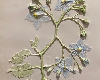 Solanacees bas-relief Botanique