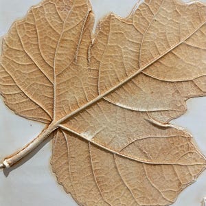 May include: A close-up of a light brown leaf with intricate veins and a stem. The leaf is pressed and mounted on a white background.