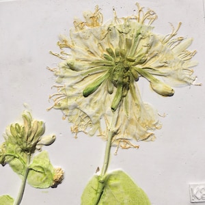 Honeysuckle   Limited Edition