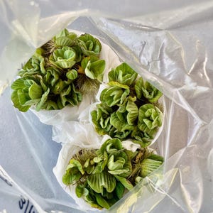5 Rosettes of Water Lettuce! *Bonus Freebie Included!