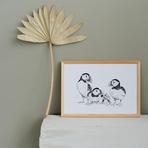 Art Print Poster Puffins Puffin Island New Zealand