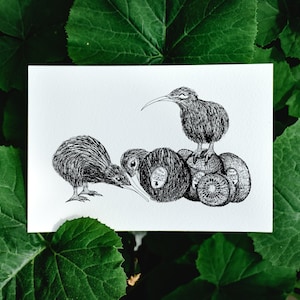 Postcard Kiwi New Zealand New Zealand