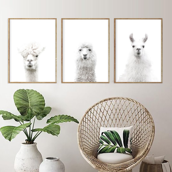 Set of 3 White Lama Alpaca Print, Nursery Animal Decor Wall Art, Alpaca Photo, Large Printable Poster, Digital Download, Modern Minimalist