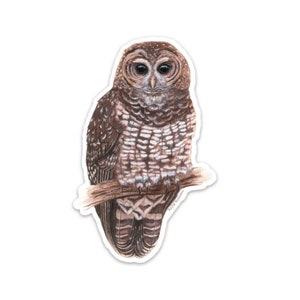 Spotted Owl Sticker, Waterproof, Owl Art, Laptop Decal, Water Bottle Sticker, 2.5"x4", Oregon Nature Illustration, Wildlife Art Sticker Set