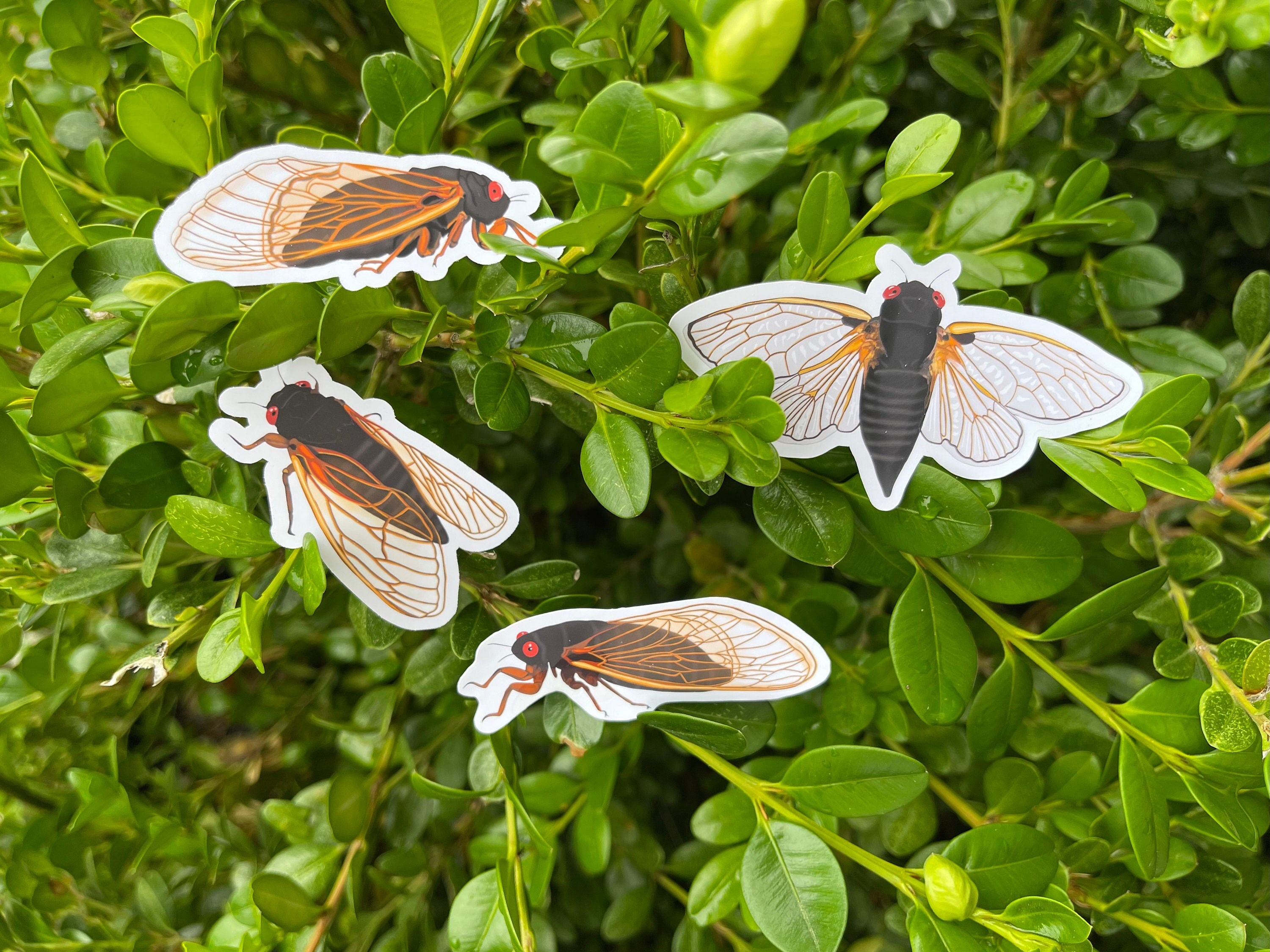 Set of 4 weatherproof cicada stickers, cicada stickers, bullet journa…