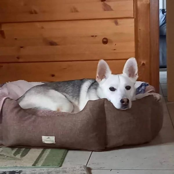 Stoff- Hundebetten, 8-Eckig,  Maschinenwaschbar, viele Farben und Größen, Made in Germany