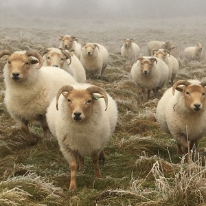 Portland wool rovings / tops