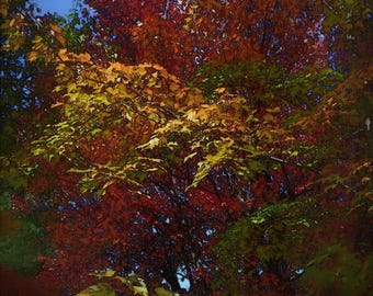 Challenging Puzzle!  *** "Glorious Autumn Trees" Jigsaw Puzzle 252 Piece 10.5" x 13.5" ***