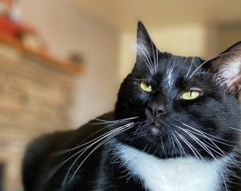 Tuxedo Kat Foto Afdrukbare Stock Fotografie