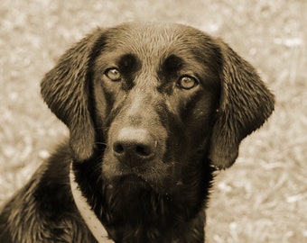 Black Lab Foto Afdrukbare Stock Fotografie Jachthond