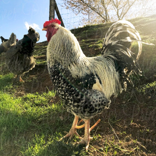 Rooster Printable Download Barnyard Photo Print Farm Animal Photography