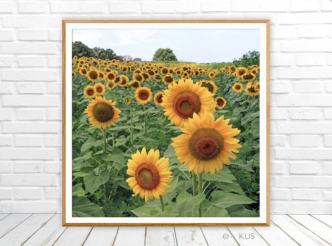 Sunflower Field Wall Art Sunflowers Canvas Print Teen Girls Etsy