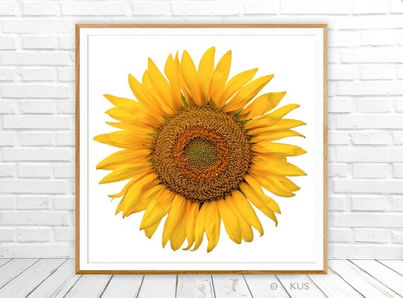 Flower Photography Sunflower Print Yellow Flower Wall Art Etsy