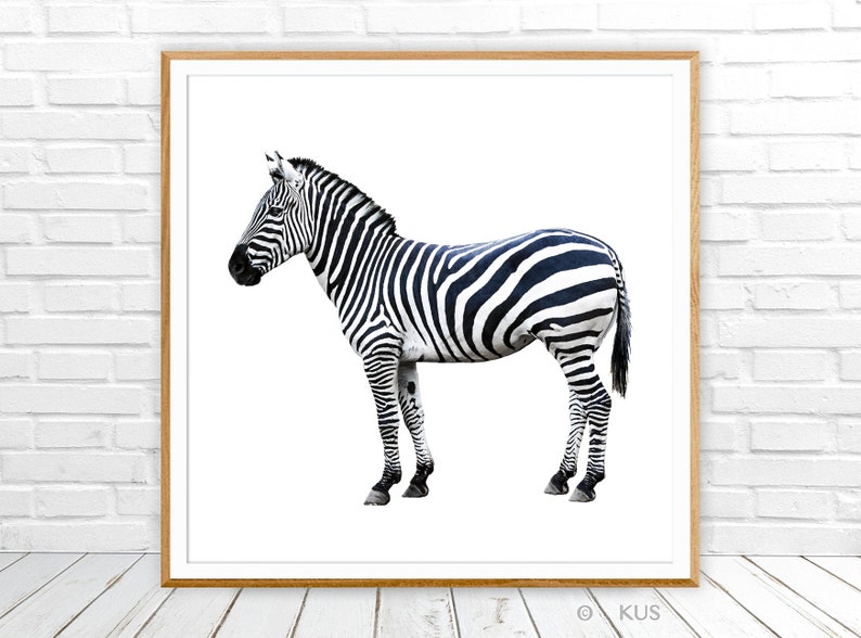 Zebra Nursery Canvas Print Zebra Wall Art Nursery Prints Etsy France
