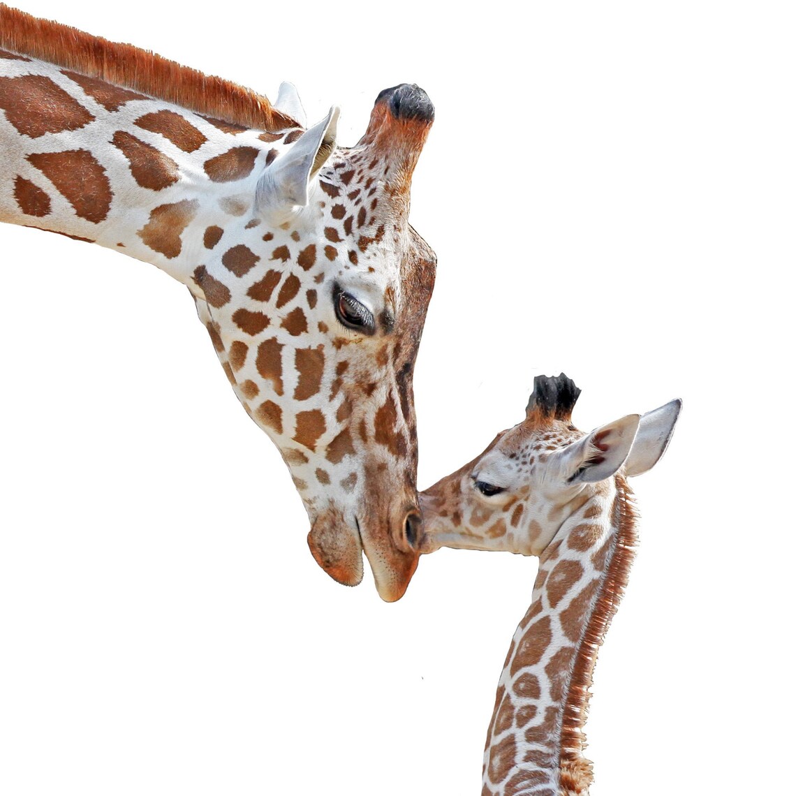 Baby Giraffe Nursery Print Nursery Animal Print Safari Etsy