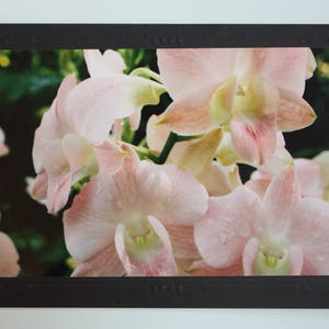 Cartão de felicitações em branco com montagem de foto de orquídea