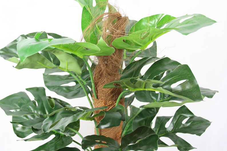 Artificial Monstera Cheese Plant in Pot Etsy