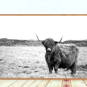 Highland Cow Print Cattle Wall Art Cow Prints Printable Etsy