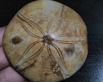 Colored Sea Urchin Etsy