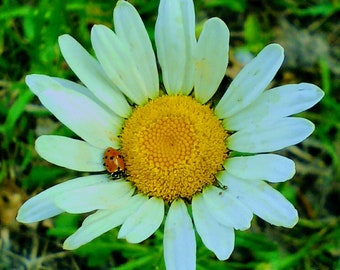 Digital Daisy Flower With A Ladybug In The Hudson Valley Photo