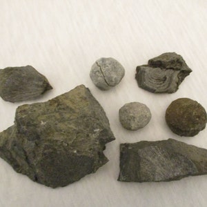 Assorted Fossil Set 10480x