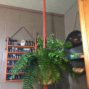 May include: A hanging plant holder made of macrame cord in a terracotta color. The holder is hanging from the ceiling and has a fern plant growing in it. The plant is green and lush.