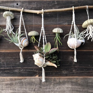 Handmade Mini Macrame Plant Hanger with Seashell & Air Plant | Coastal Home Decor | Boho Plant Holder | Small Macrame Air Plant Hanger