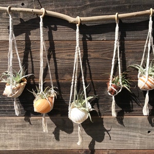 Mini Macrame Plant Hanger with Seashell and Air Plant | Boho Beach Decor | Coastal Macrame Air Plant Display | Bohemian Plant Holder