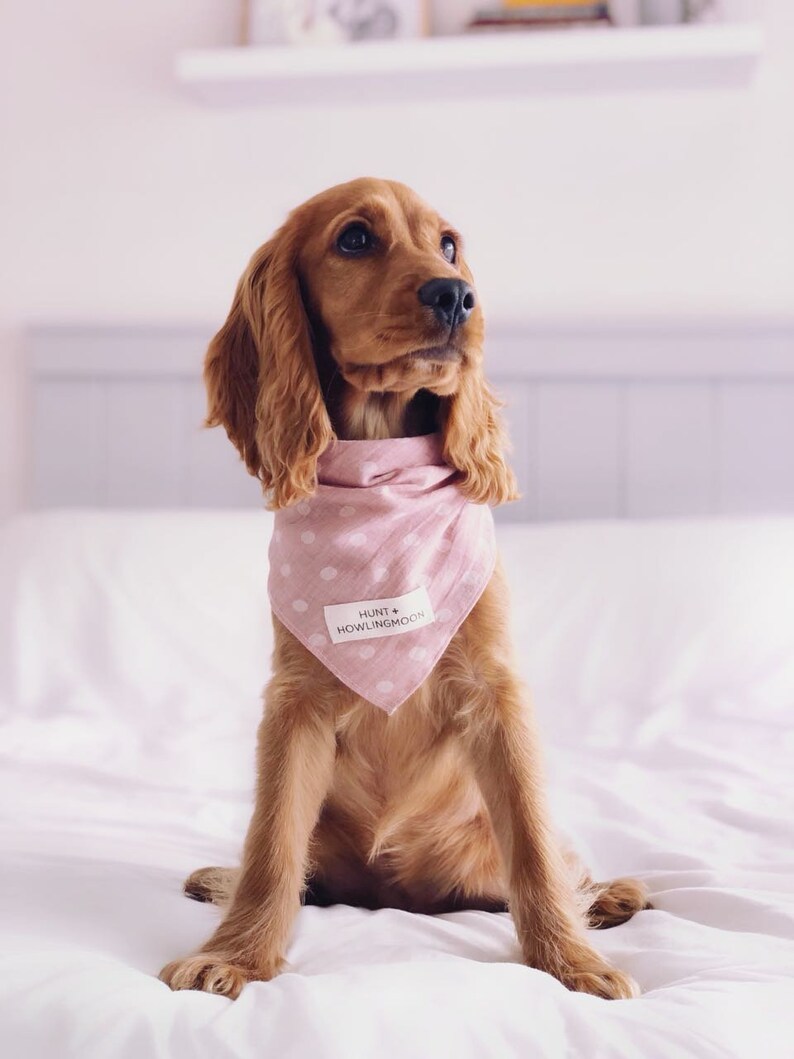 polka dot dog bandana