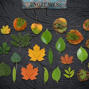 May include: A collection of 20 autumn leaves in various shades of green, yellow, orange, and red. The leaves are arranged on a dark wooden background. PNG LEAVES is written on a blue sign at the top of the image.