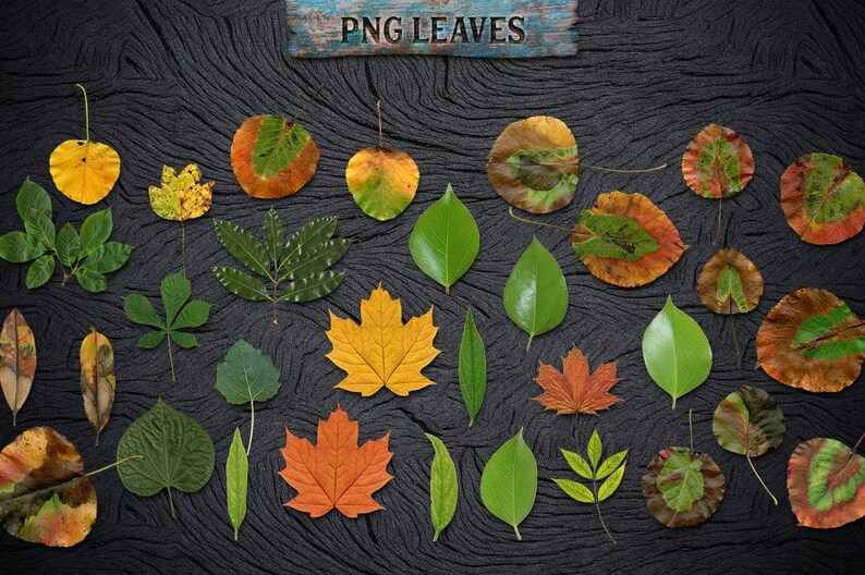 May include: A collection of 20 autumn leaves in various shades of green, yellow, orange, and red. The leaves are arranged on a dark wooden background. PNG LEAVES is written on a blue sign at the top of the image.