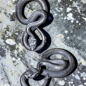 May include: Two coiled snake sculptures with detailed scale patterns rest on a textured stone surface. The snakes are a metallic silver colour, with their heads facing forward. The sculptures are likely decorative items.