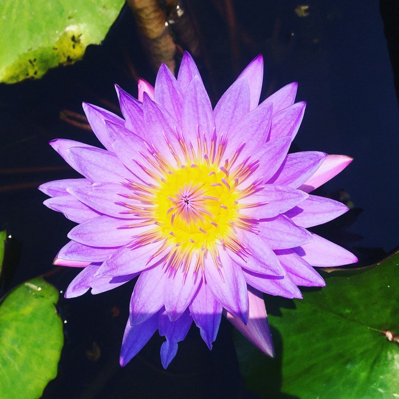 Blue Lotus Water Lily Egyptian Lotus Flower Essence Etsy