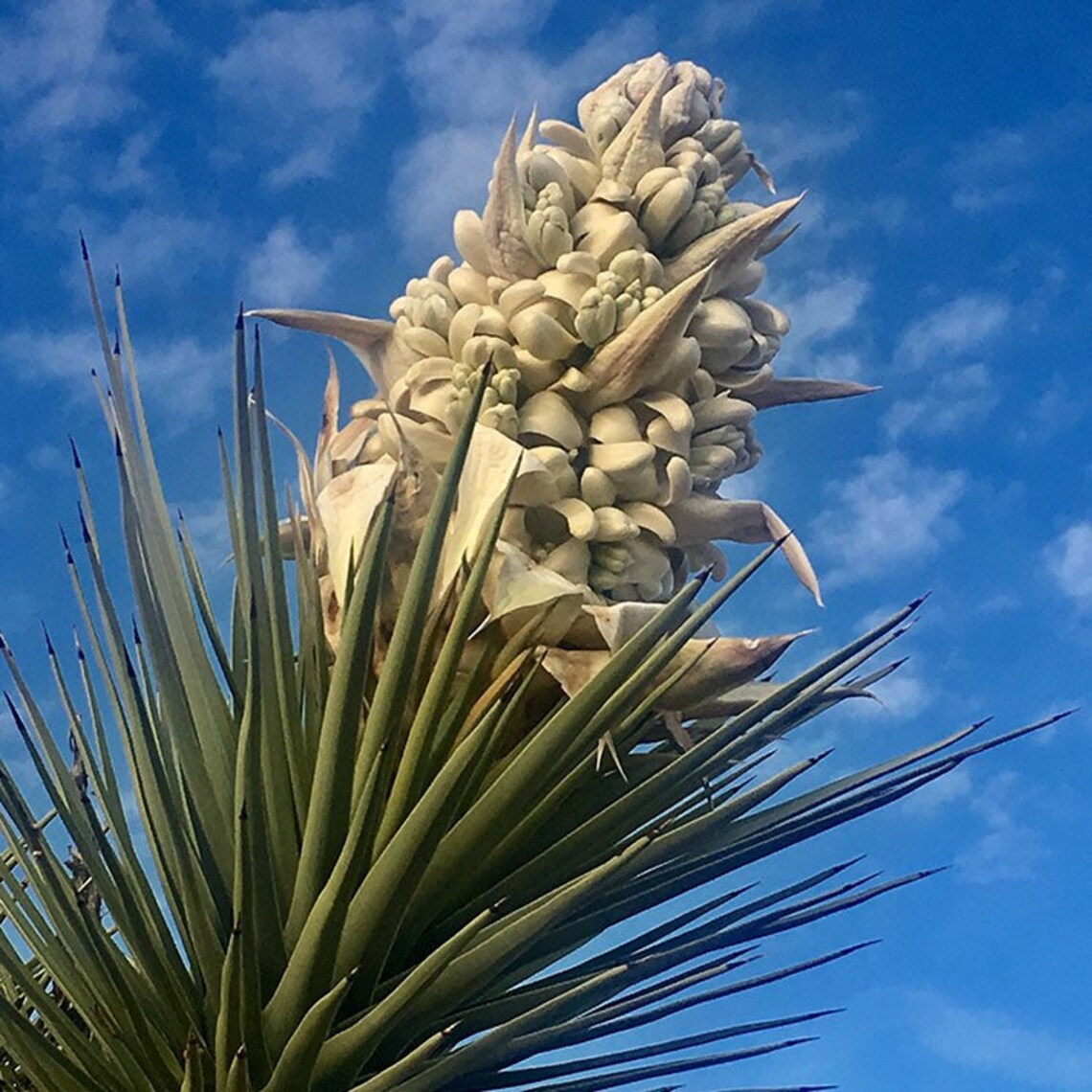 Joshua Tree Flower Essence Etsy